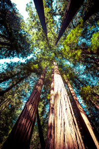 Long Lasting LED Lighting like the Giant California Redwood Tree